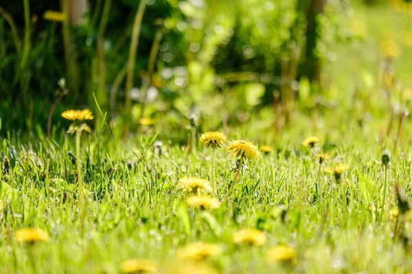 Fiori di tarassaco giallo nel prato verde in estate — Foto Stock