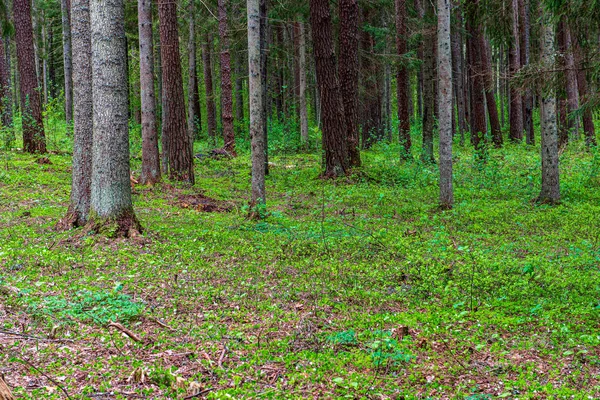 Zöld moha erdővel a vegyes faerdőben fa fatörzsek — Stock Fotó