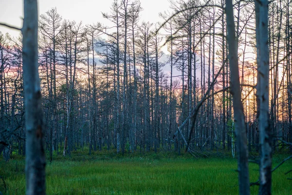 Zelený mechem na zalesnění ve smíšené stromové struktuře se kmeny stromů — Stock fotografie