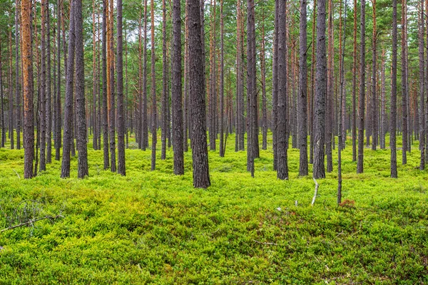 Groene mos op bosbed in gemengde boombos met boomstammen een — Stockfoto