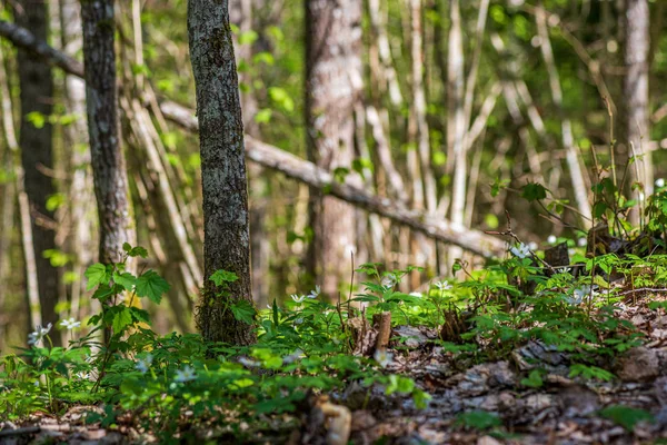 Musgo verde en el bosque en el bosque de árboles mixtos con troncos de árboles un —  Fotos de Stock