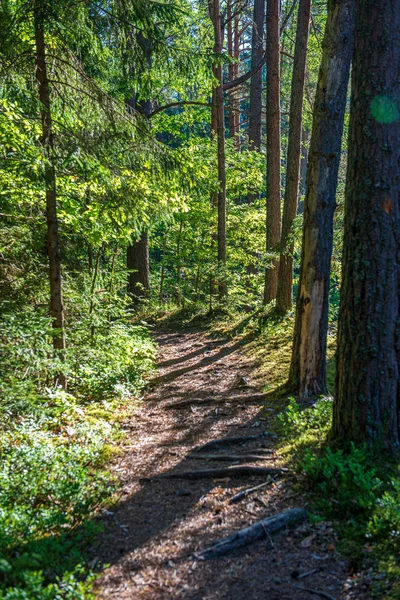 Musgo verde en el bosque en el bosque de árboles mixtos con troncos de árboles un — Foto de Stock