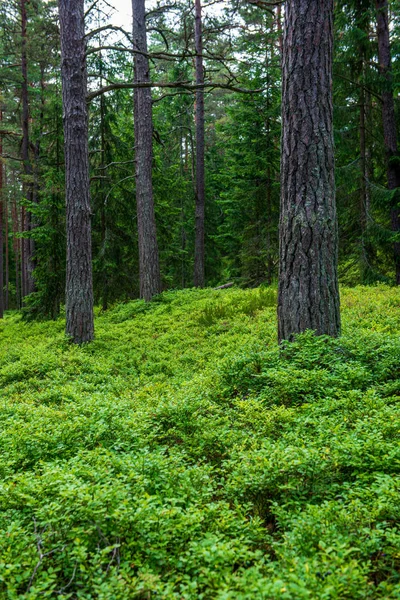 Musgo verde en el bosque en el bosque de árboles mixtos con troncos de árboles un — Foto de Stock