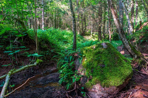 Musgo verde no forestbed na floresta de árvore mista com troncos de árvore e — Fotografia de Stock