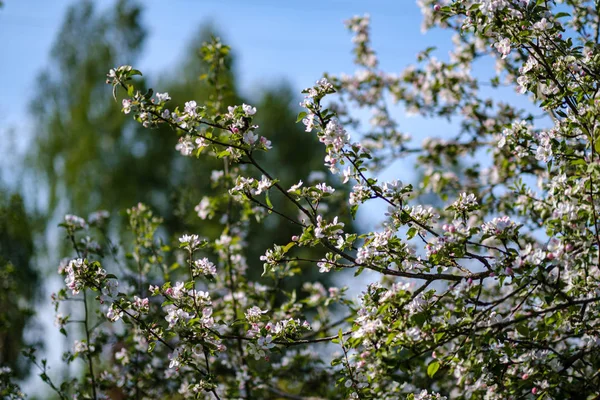 yaz aylarında kır bahçesinde elma ağacı açan