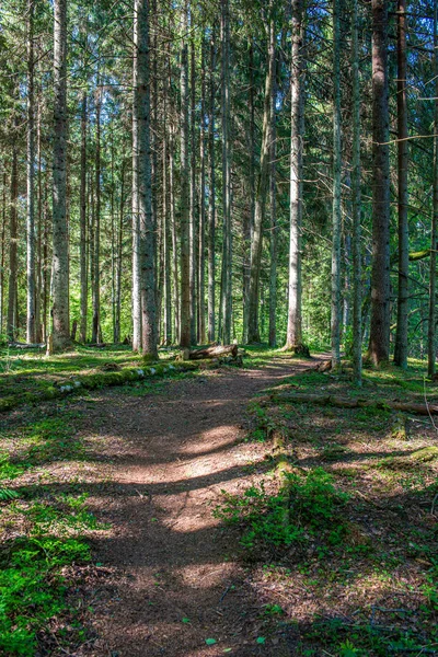 Mousse verte sur le lit forestier dans la forêt mixte d'arbres avec troncs d'arbres un — Photo