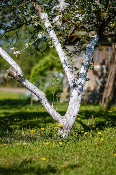 Árvore de maçã florescendo no jardim do país no verão — Fotografia de Stock