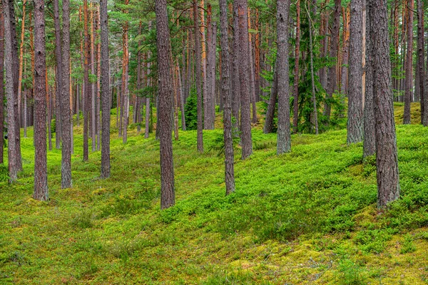 Зелений мох на лісі в змішаному лісі дерев зі стовбурами дерев — стокове фото