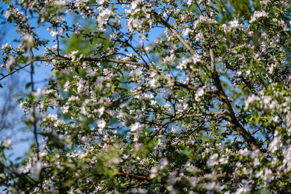 Árvore de maçã florescendo no jardim rural no verão. detalhe close up — Fotografia de Stock