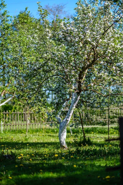 Цветущая яблоня в сельском саду летом — стоковое фото