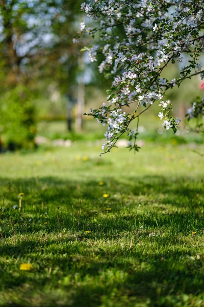 Manzano en flor en el jardín del campo en verano — Foto de Stock