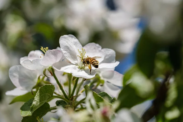 Bloeiende appelboom in landelijke tuin in de zomer. detail close up — Stockfoto