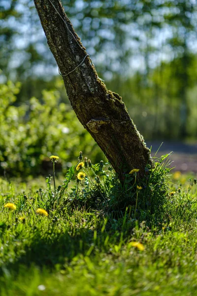 Flores de dente-de-leão amarelo no prado verde no verão — Fotografia de Stock