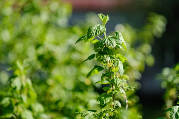 Pommier en fleurs dans le jardin de campagne en été — Photo