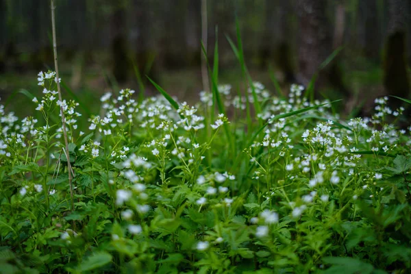 Piccoli fiori bianchi nel prato verde in estate — Foto Stock