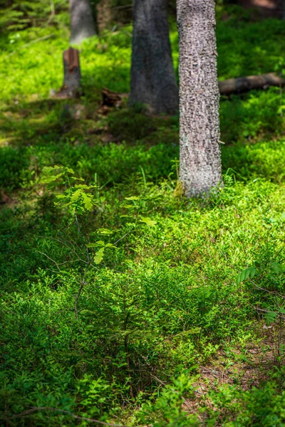 Muschio verde su bosco in foresta di alberi misti con tronchi d'albero un — Foto Stock