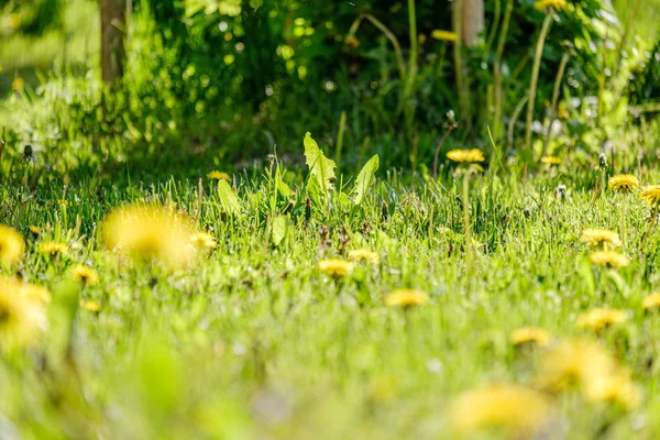 Flores de diente de león amarillo en prado verde en verano — Foto de Stock