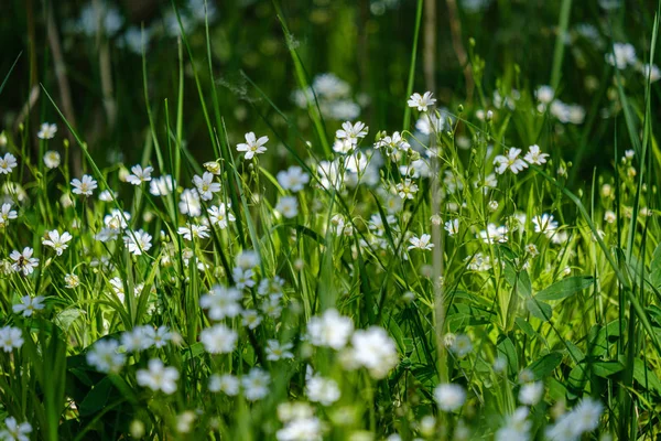 Pequeñas flores blancas en prado verde en verano —  Fotos de Stock