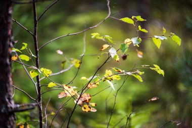doğada güneşli sonbaharda renkli ağaç yaprakları