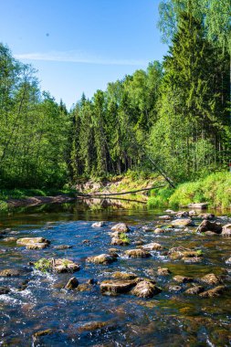 ağaçlar ile orman kayalık dere doğal nehir görünümü manzara