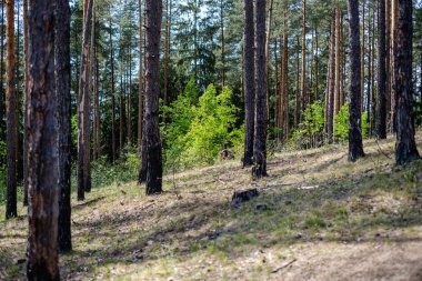 ağaçlar ile ilkbaharda taze yeşil orman