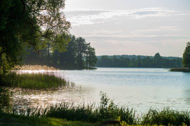 ağaçlar ile orman kayalık dere doğal nehir görünümü manzara