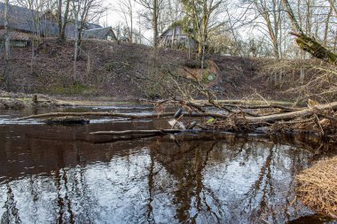 ağaçlar ile orman kayalık dere doğal nehir görünümü manzara