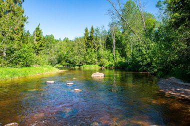 ağaçlar ile orman kayalık dere doğal nehir görünümü manzara