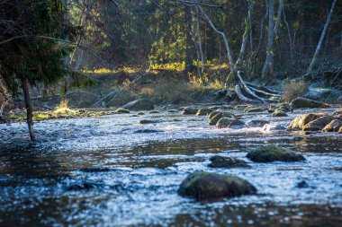 ağaçlar ile orman kayalık dere doğal nehir görünümü manzara
