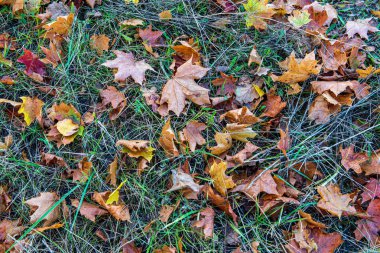 doğada güneşli sonbaharda renkli ağaç yaprakları