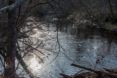 ağaçlar ile orman kayalık dere doğal nehir görünümü manzara