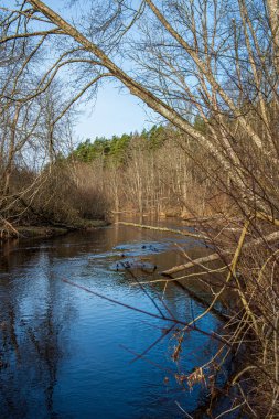 ağaçlar ile orman kayalık dere doğal nehir görünümü manzara