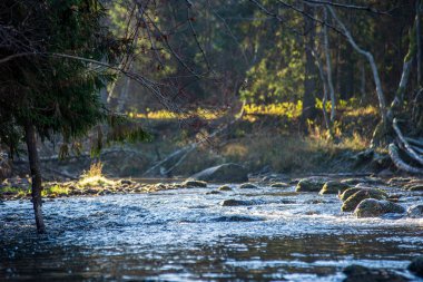 ağaçlar ile orman kayalık dere doğal nehir görünümü manzara