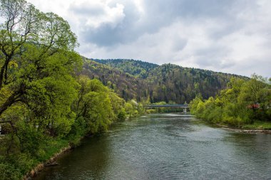 ağaçlar ile orman kayalık dere doğal nehir görünümü manzara