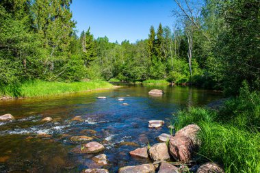 ağaçlar ile orman kayalık dere doğal nehir görünümü manzara