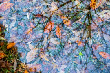 doğada güneşli sonbaharda renkli ağaç yaprakları