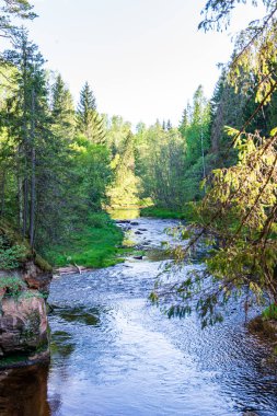 ağaçlar ile orman kayalık dere doğal nehir görünümü manzara