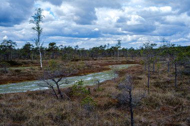 küçük çam ağaçları ile ilkbaharda bataklık manzara
