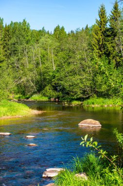 ağaçlar ile orman kayalık dere doğal nehir görünümü manzara