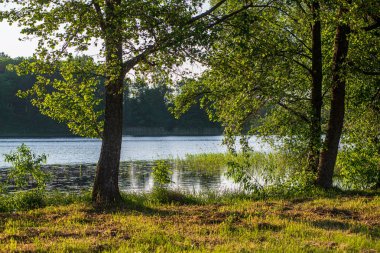 ağaçlar ile orman kayalık dere doğal nehir görünümü manzara