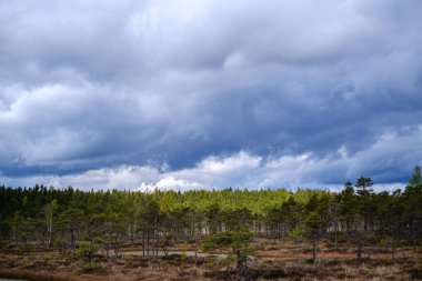 küçük çam ağaçları ile ilkbaharda bataklık manzara