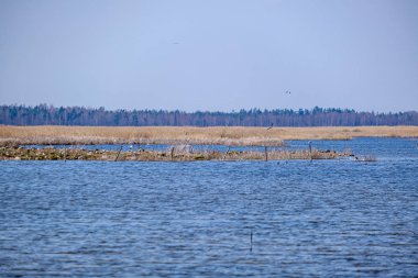 doğal ağaçlar ve yeşil otlaklar ile ilkbaharda nehir kıyısı