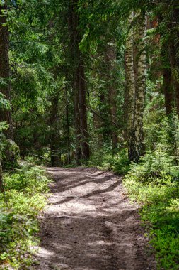 ağaçlar ile ilkbaharda taze yeşil orman