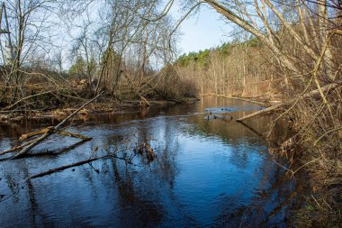 ağaçlar ile orman kayalık dere doğal nehir görünümü manzara