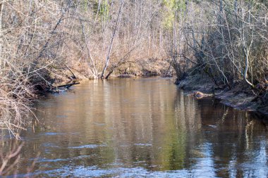 ağaçlar ile orman kayalık dere doğal nehir görünümü manzara