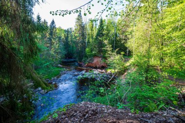 ağaçlar ile orman kayalık dere doğal nehir görünümü manzara