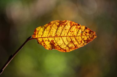 doğada güneşli sonbaharda renkli ağaç yaprakları