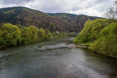 ağaçlar ile orman kayalık dere doğal nehir görünümü manzara