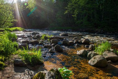 ağaçlar ile orman kayalık dere doğal nehir görünümü manzara