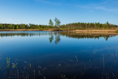 ağaçlar ile orman kayalık dere doğal nehir görünümü manzara